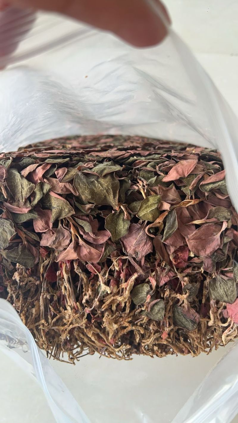 金线莲干品