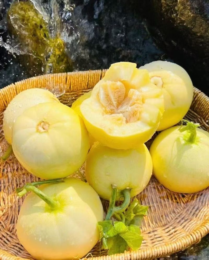 星甜20，山东甜瓜，小蜜蜂甜瓜，蜜罐甜瓜，香瓜，羊角蜜。