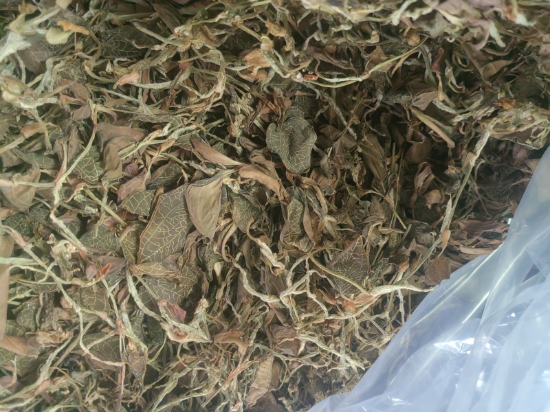 金线莲干品