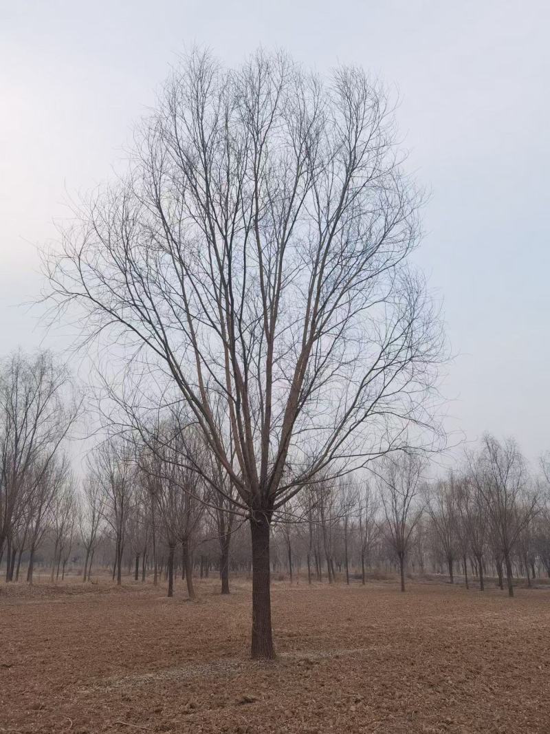 精品大柳树，适合高档小区，房地产，树形漂亮