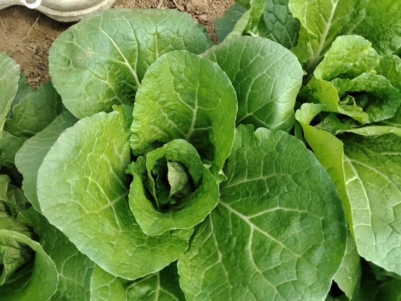 娃娃菜预售中，敬请关注`