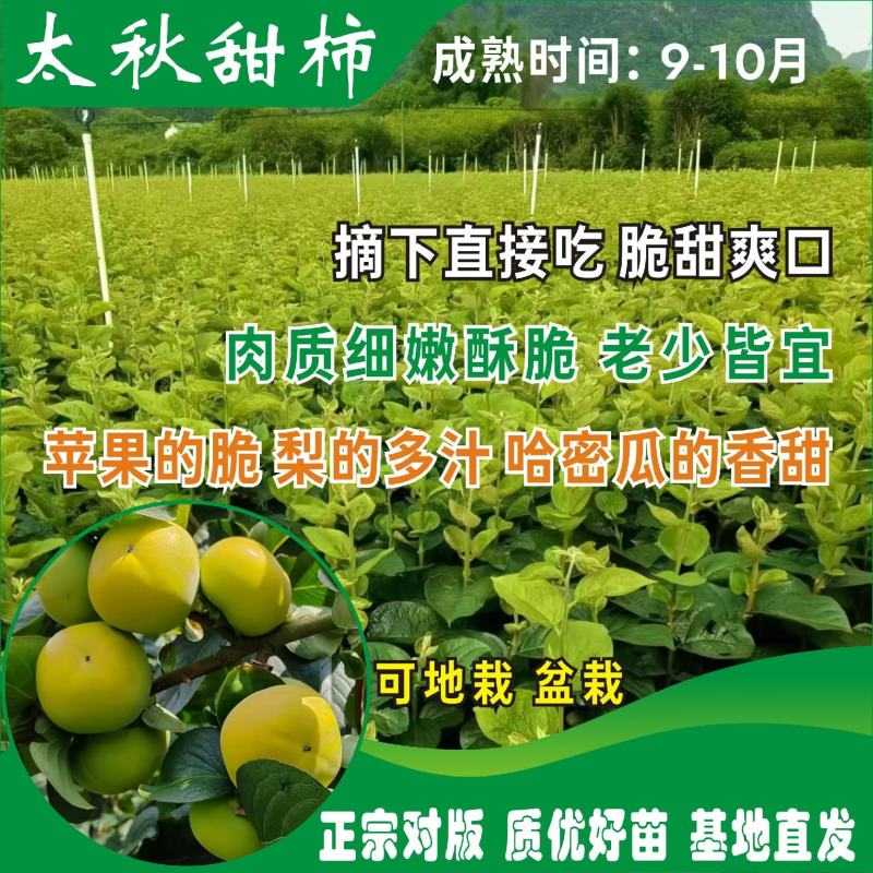 正宗太秋甜柿杯苗柿子杯苗柿子树地栽盆栽基地发货