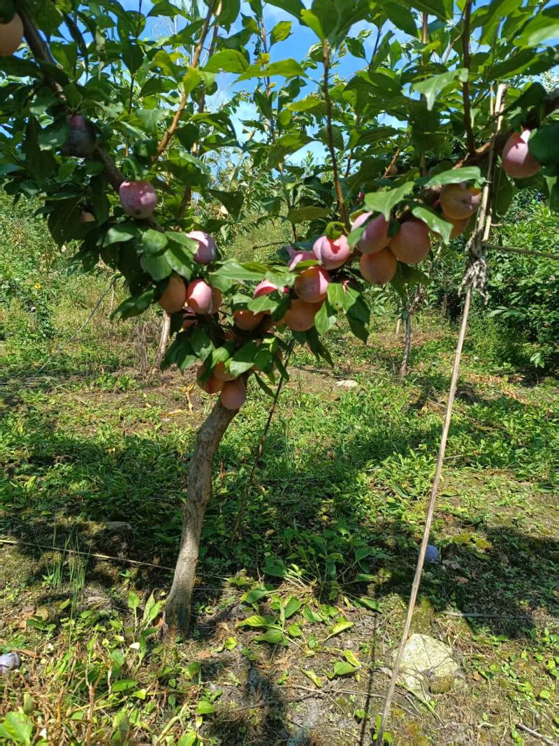 吉林省四平市梨树县挚友果树苗培育基地直销秋蜜李子苗