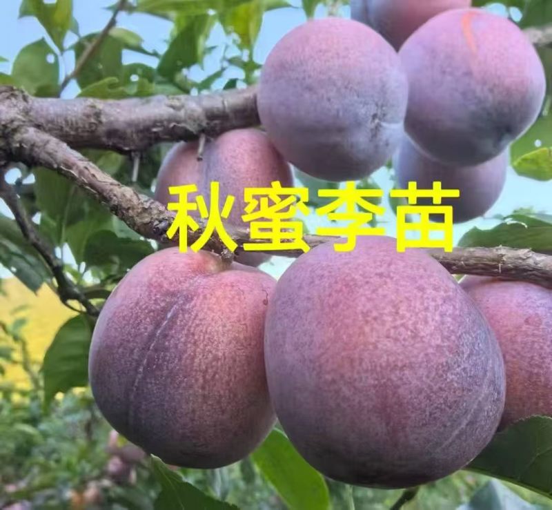 吉林省四平市梨树县挚友果树苗培育基地直销秋蜜李子苗