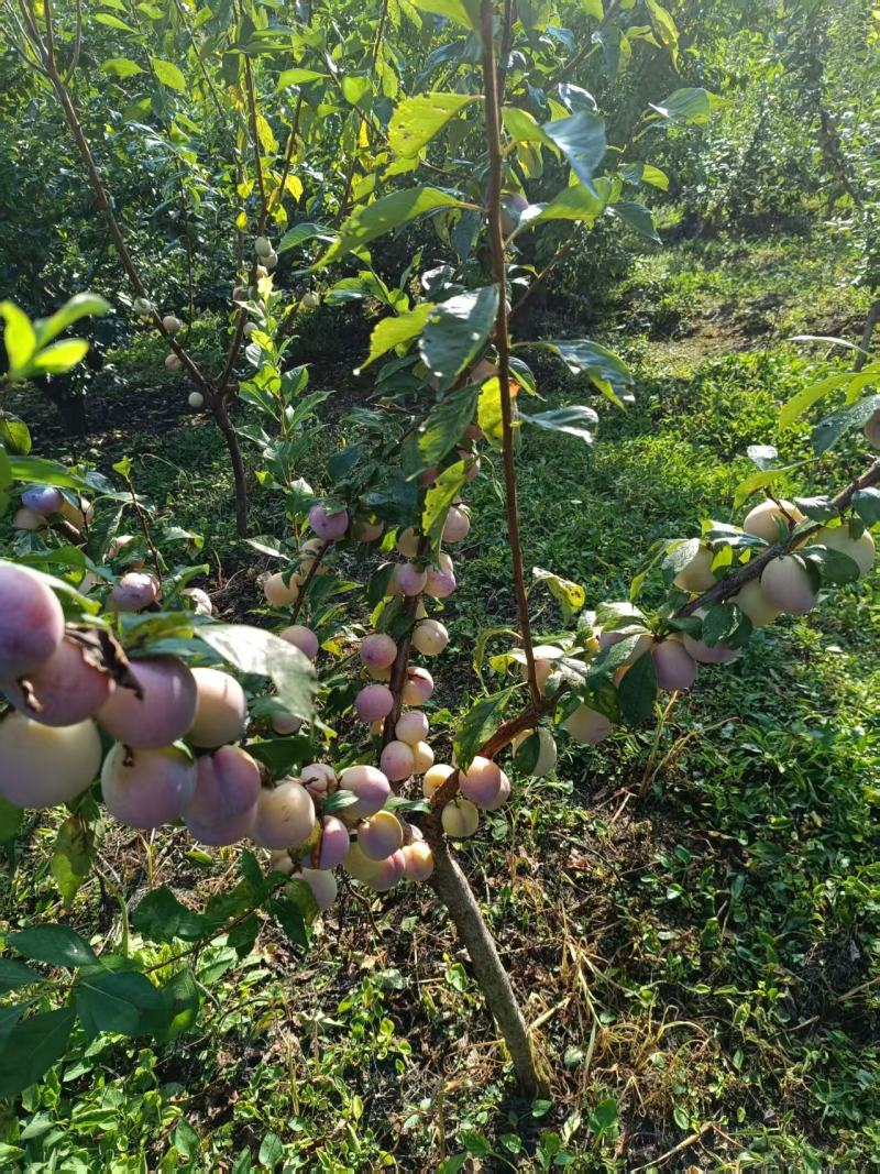吉林省四平市梨树县挚友果树苗培育基地直销秋蜜李子苗