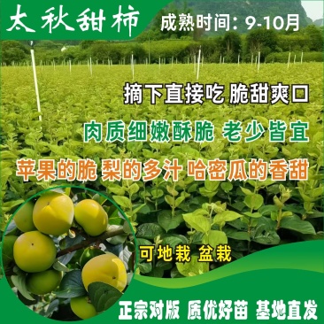 正宗太秋脆柿苗柿子树苗柿子树地栽盆栽基地直发