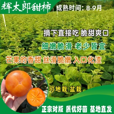 辉太郎甜柿杯苗家庭盆栽地栽基地直发正宗正版