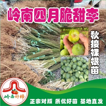 新品特早熟岭南四月甜脆李1年嫁接脱骨脆李南北种植