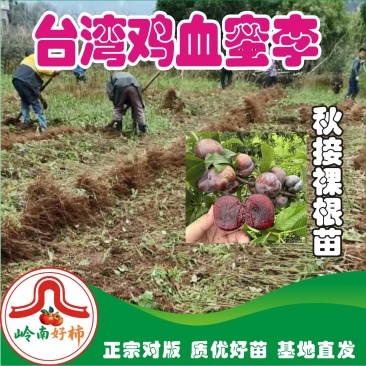 早熟岭南台湾鸡血蜜李子苗嫁接苗鲜嫩多汁脆李南北种植果树