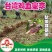 早熟岭南台湾鸡血蜜李子苗嫁接苗鲜嫩多汁脆李南北种植果树