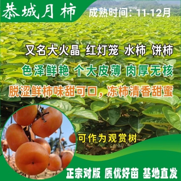恭城月柿杯苗(大火晶，红灯笼)嫁接柿子苗可种植果树苗