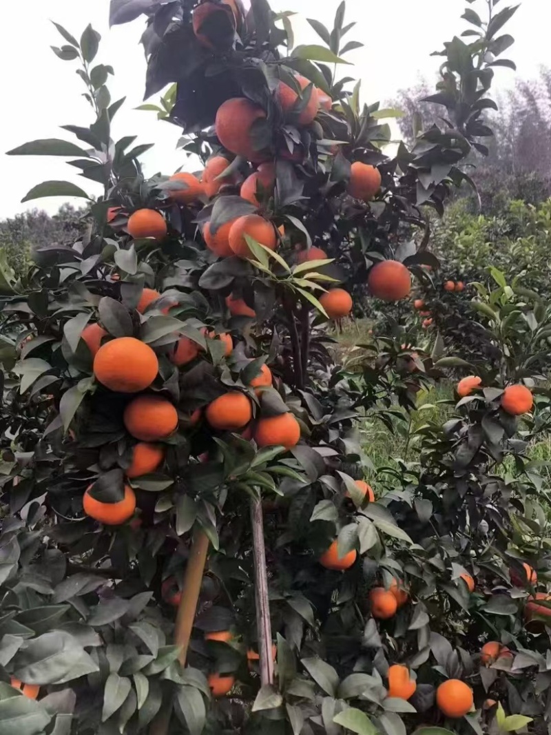沃柑