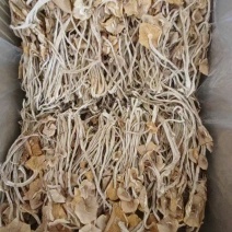 正宗江西广昌茶树菇