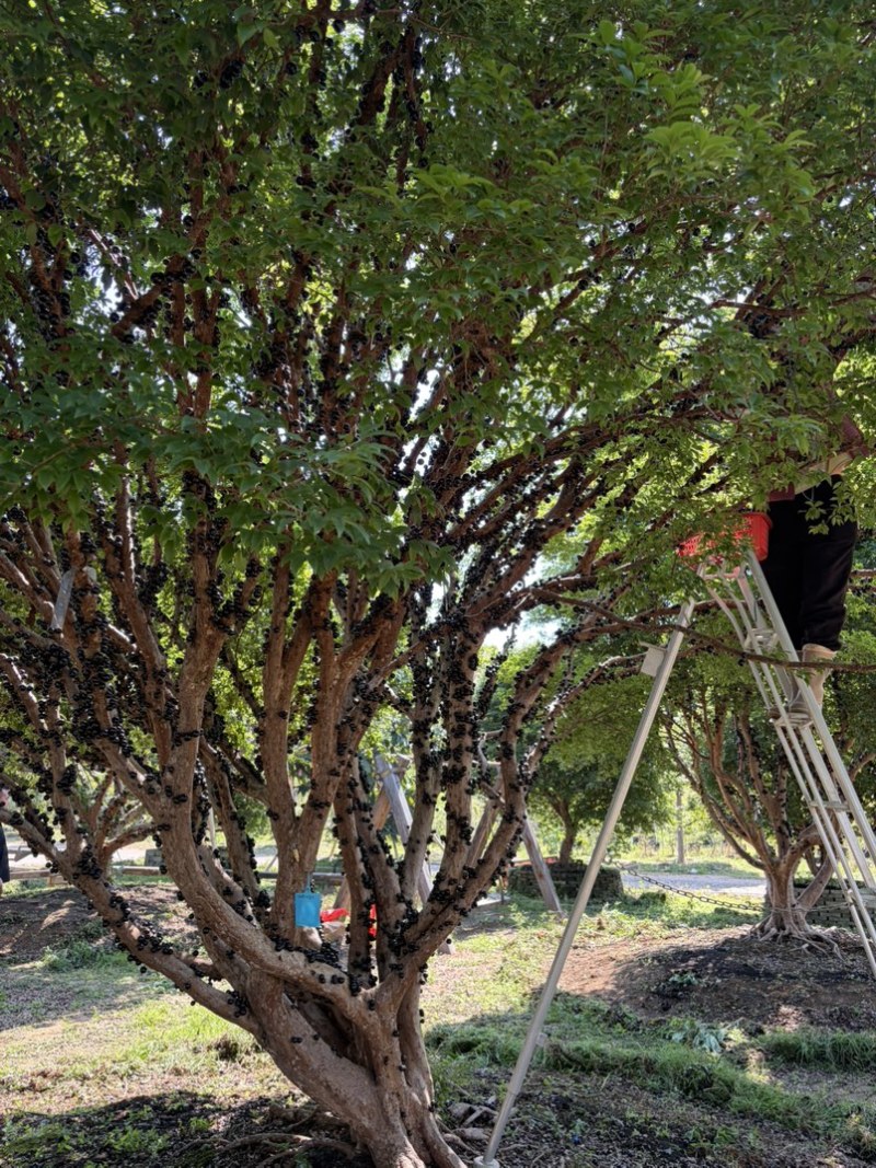 千亩嘉宝果树葡萄基地常年供应社区电商商超档口