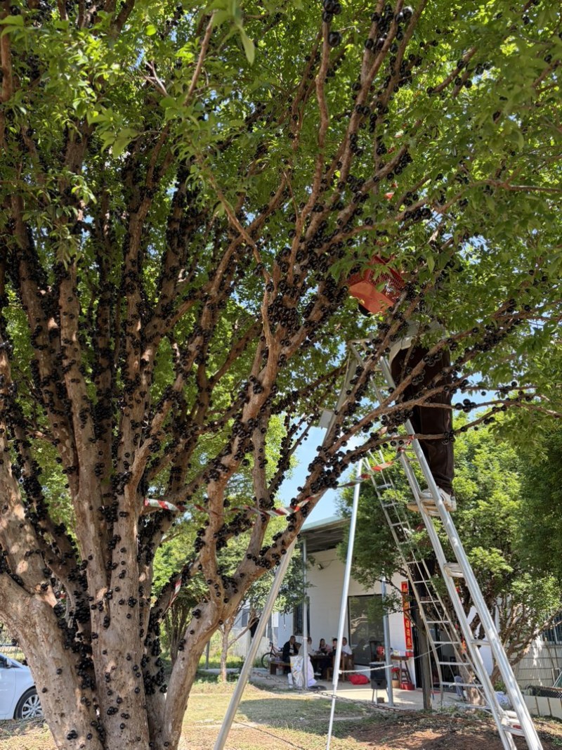 千亩嘉宝果树葡萄基地常年供应社区电商商超档口