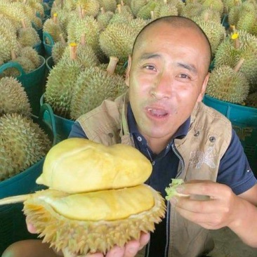 金枕榴莲一手批发价格，a果保5房，品质保证，坏果包赔