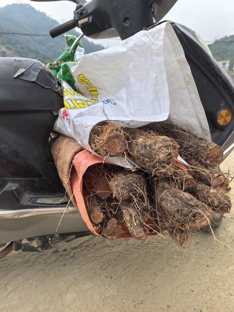 紫玉淮山，新鲜挖
