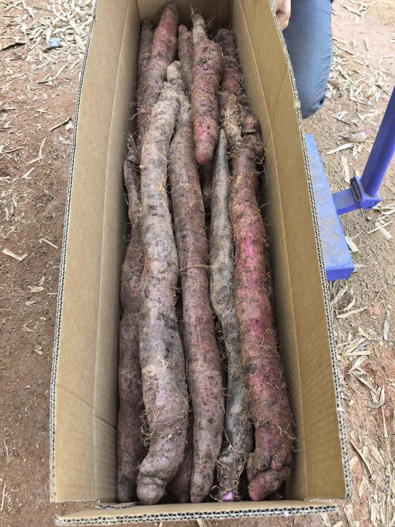 紫玉淮山，新鲜挖