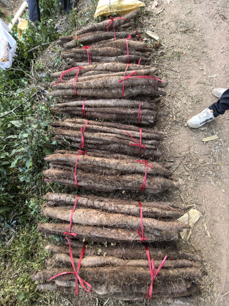 紫玉淮山，新鲜挖