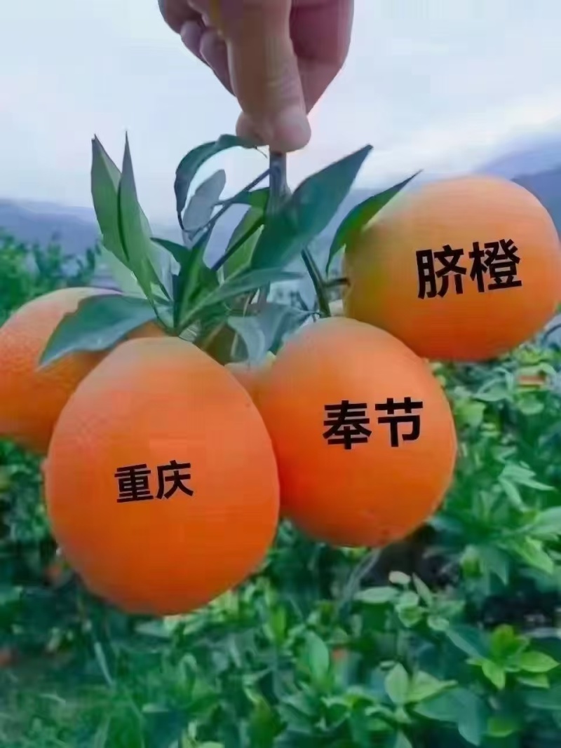 奉节脐橙