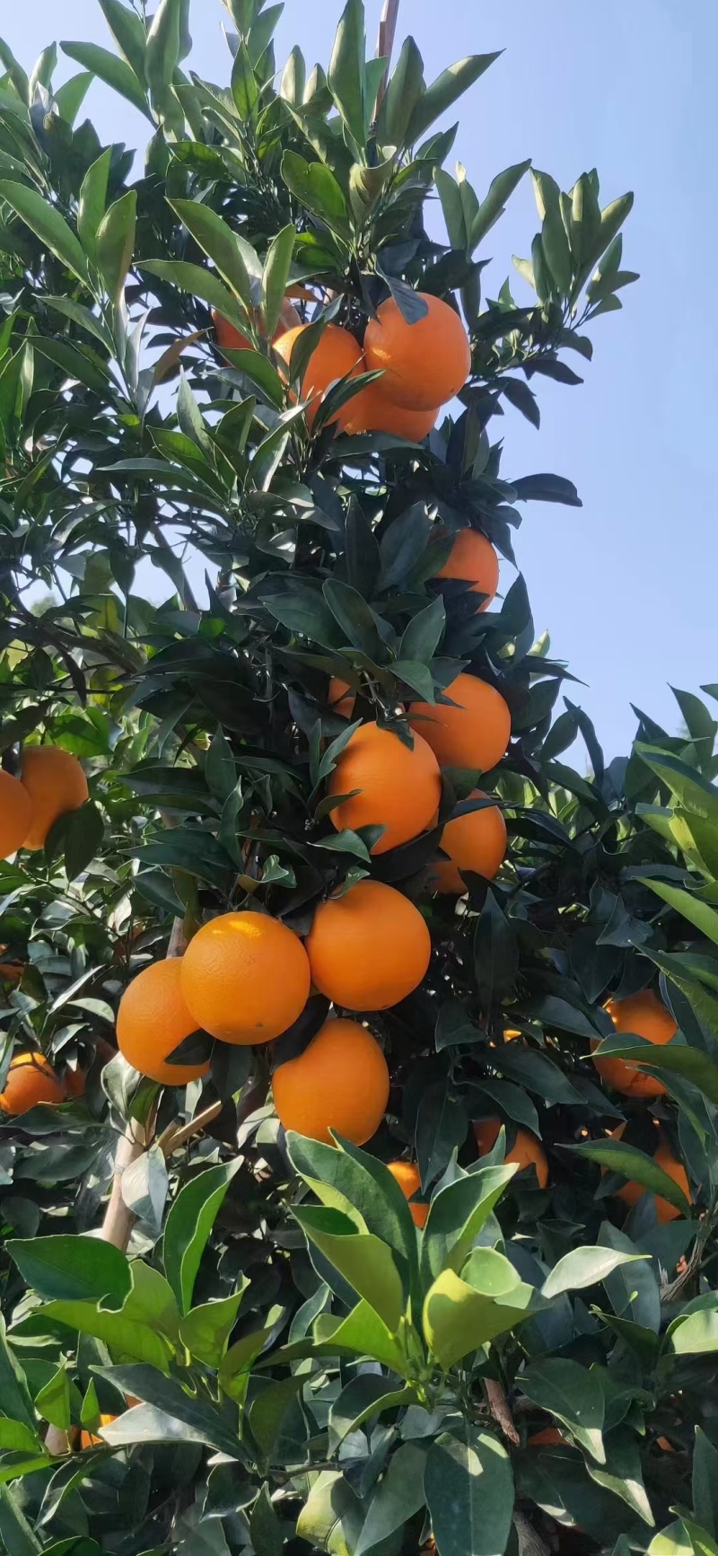 奉节脐橙