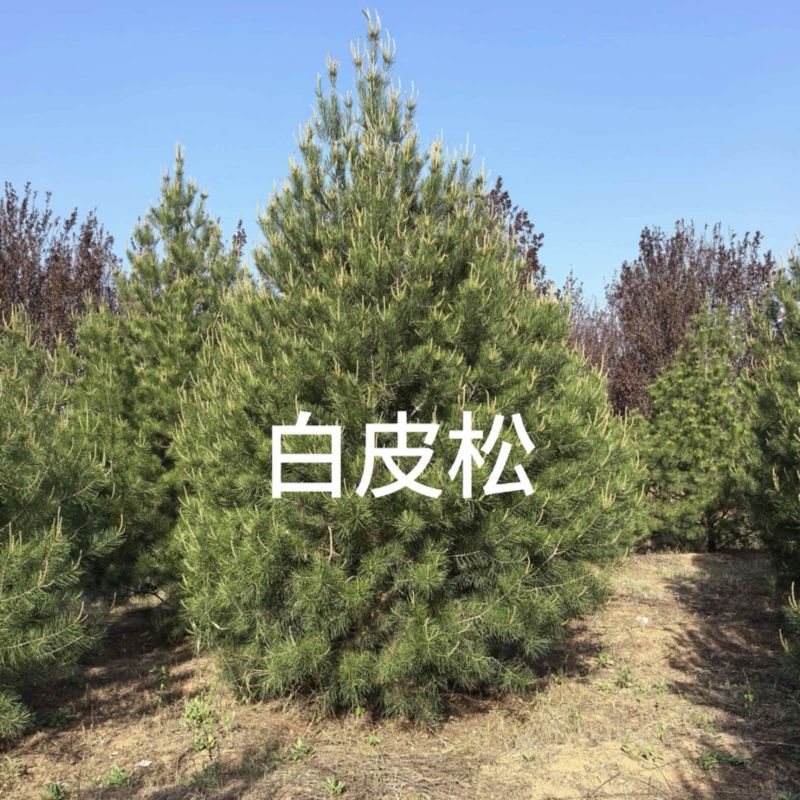 白皮松3米、3.5米、4米/大量有货/产地直发/一手货源