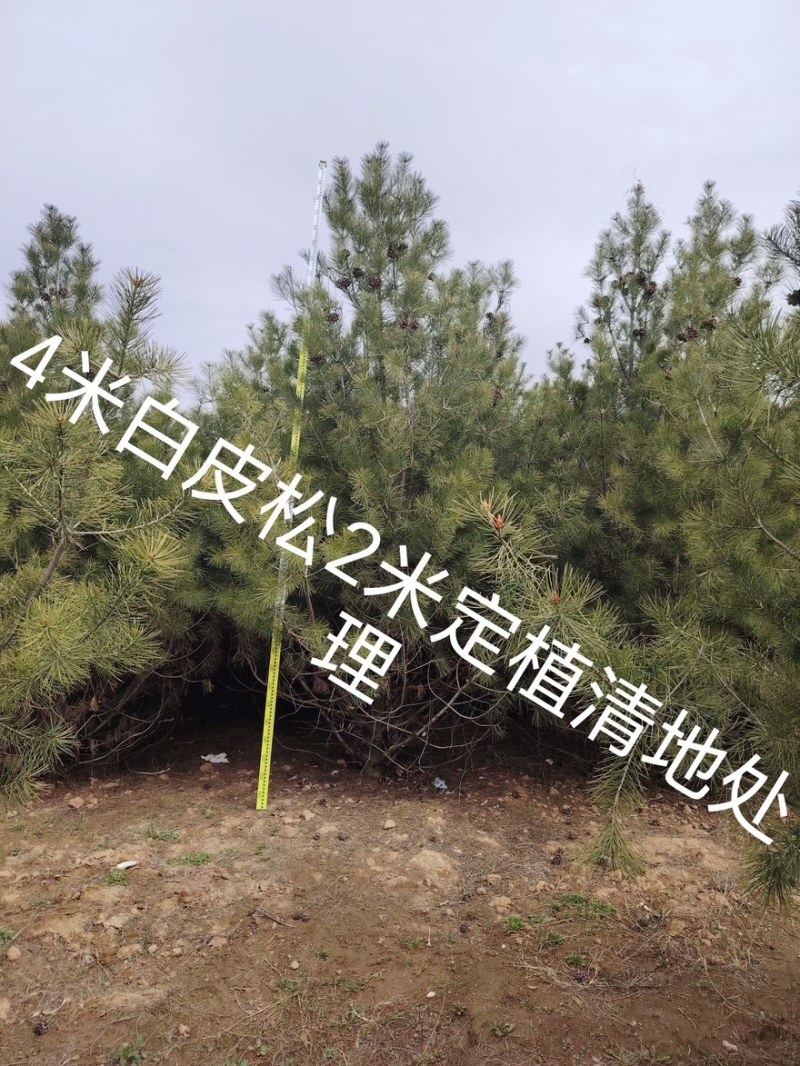 白皮松3米、3.5米、4米/大量有货/产地直发/一手货源
