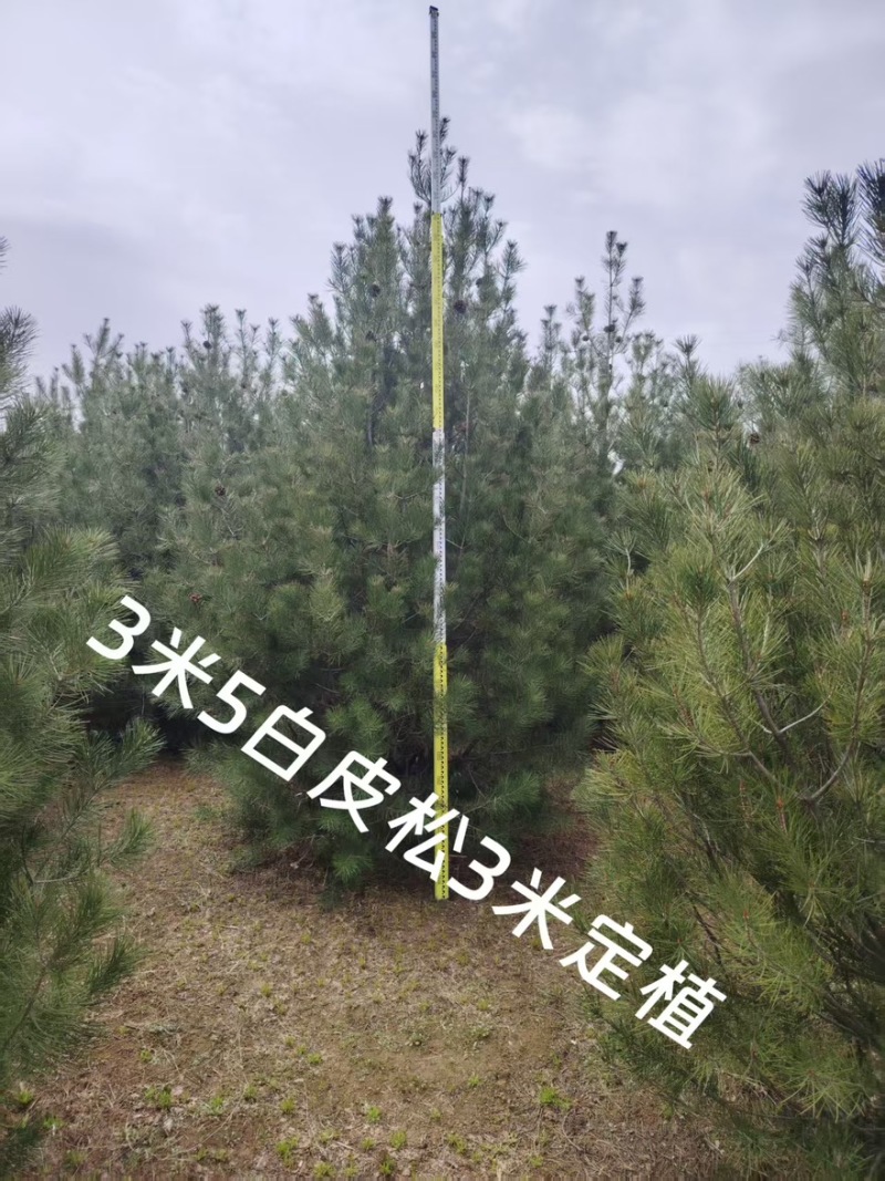 白皮松3米、3.5米、4米/大量有货/产地直发/一手货源