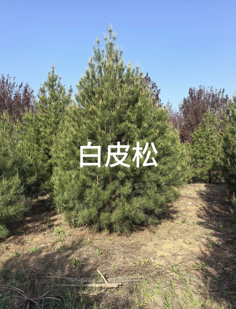 白皮松3米、3.5米、4米/大量有货/产地直发/一手货源