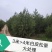 白皮松3米、3.5米、4米/大量有货/产地直发/一手货源