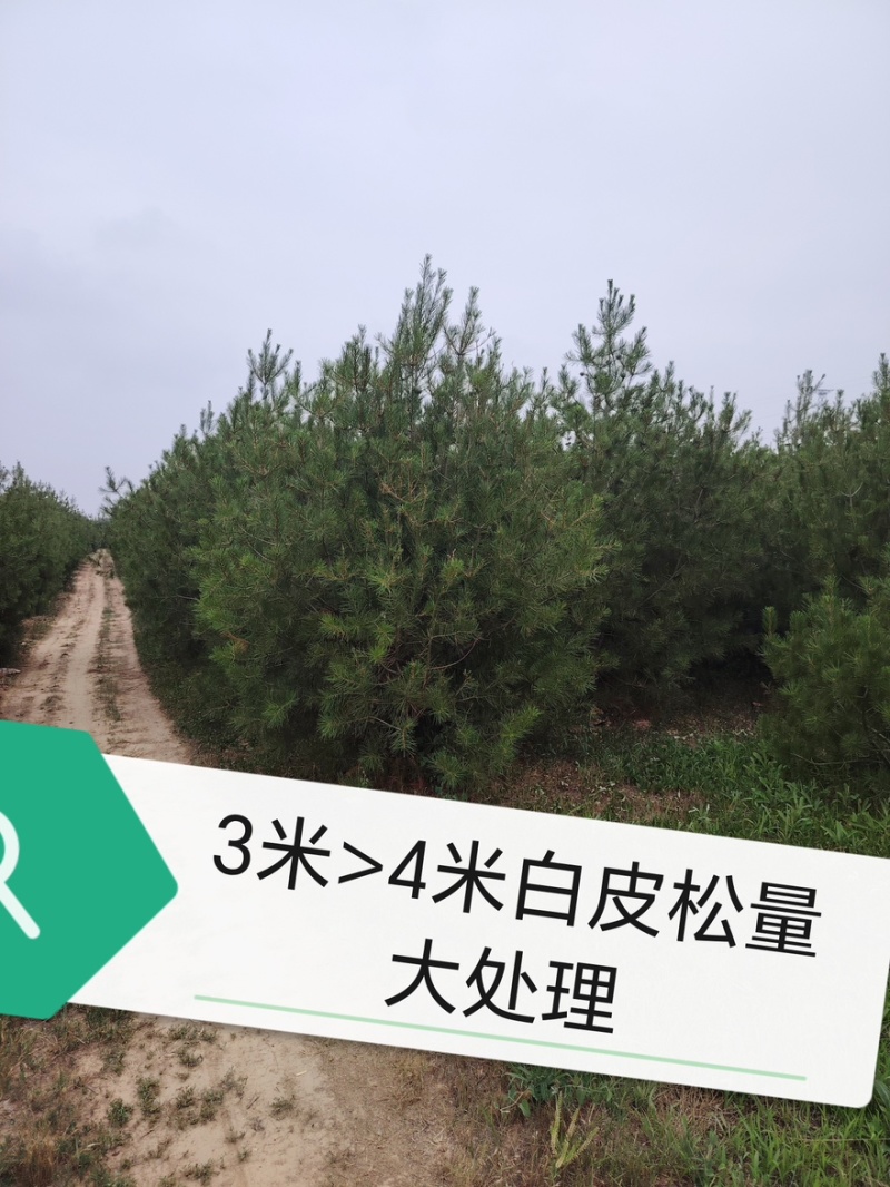 白皮松3米、3.5米、4米/大量有货/产地直发/一手货源
