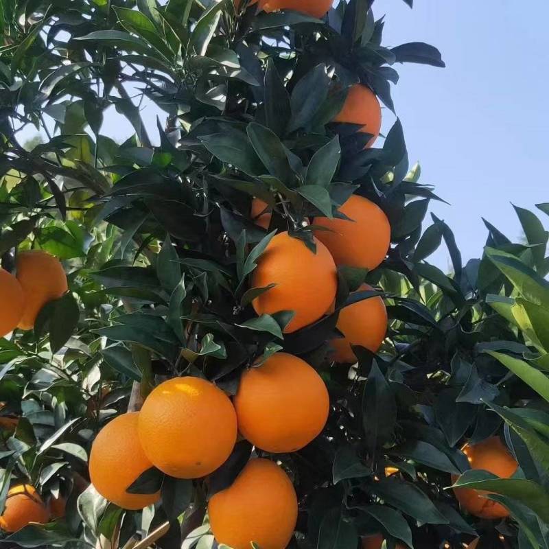 奉节脐橙
