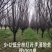 低分枝红叶李/紫叶李9-12公分的红叶李树/一手货源