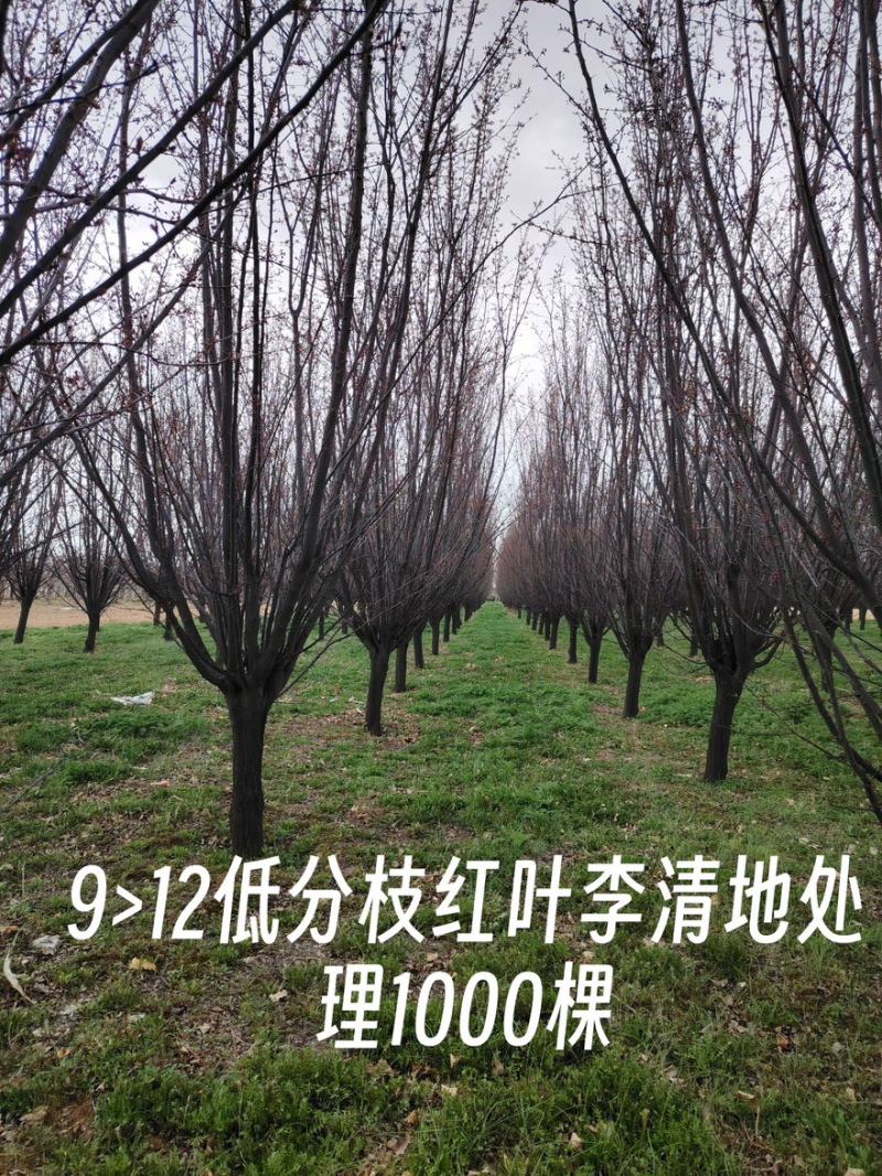 低分枝红叶李/紫叶李9-12公分的红叶李树/一手货源