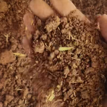 茶枯茶粕茶麸茶籽饼源头厂家