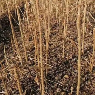 刺嫩芽（乌龙头）