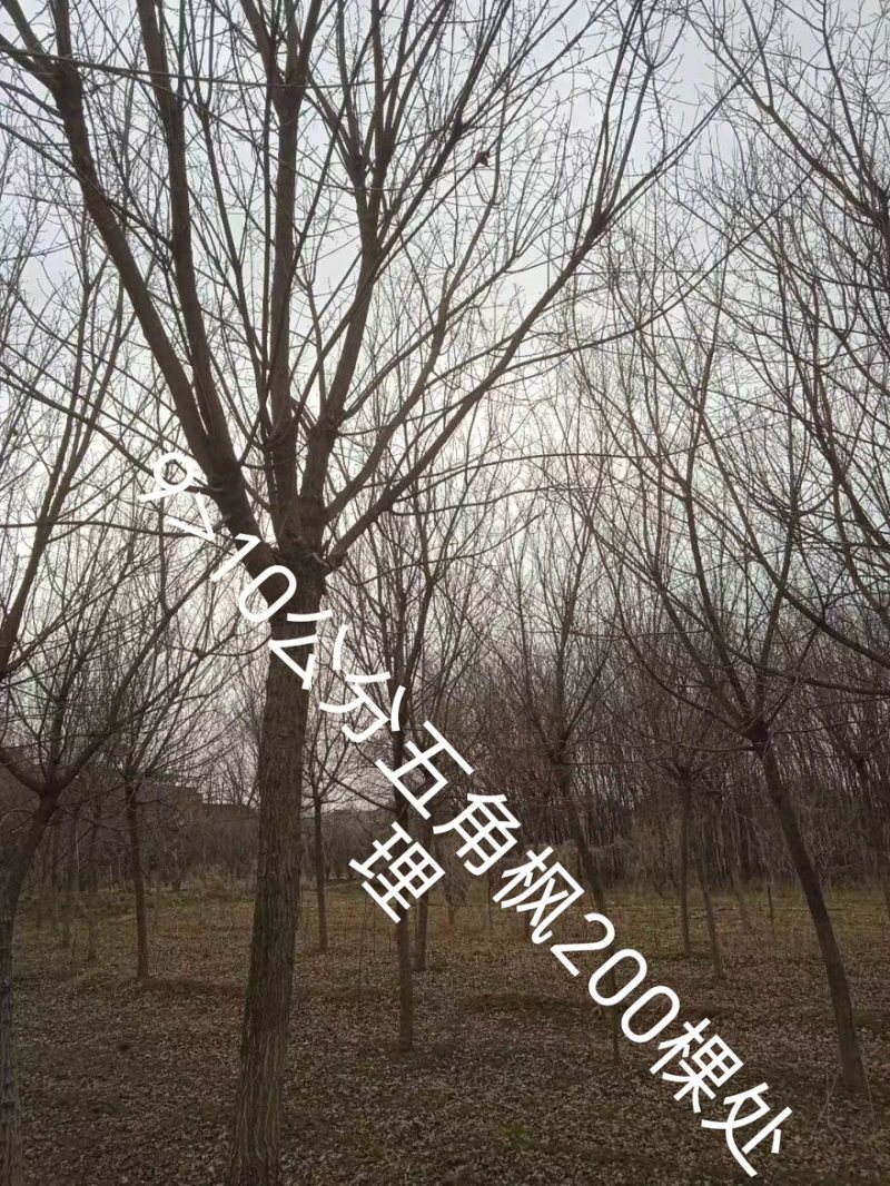 五角枫/精品五角枫/苗圃直销/9-15公分规格齐全
