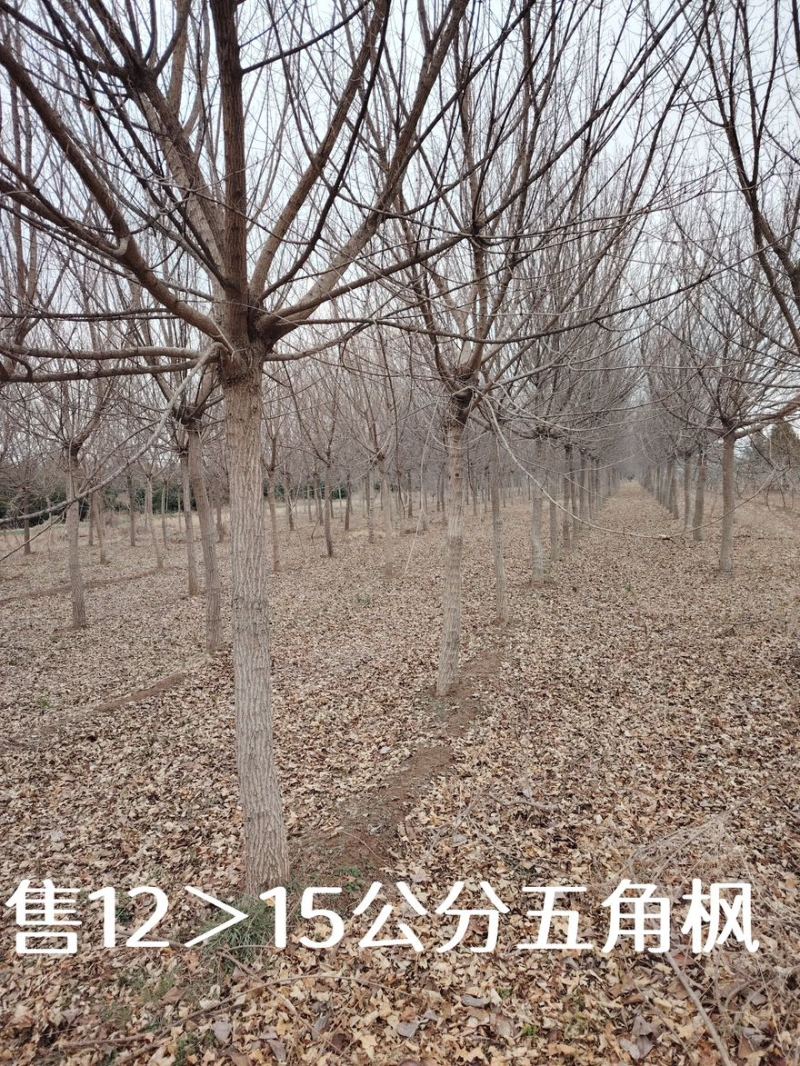 五角枫/精品五角枫/苗圃直销/9-15公分规格齐全