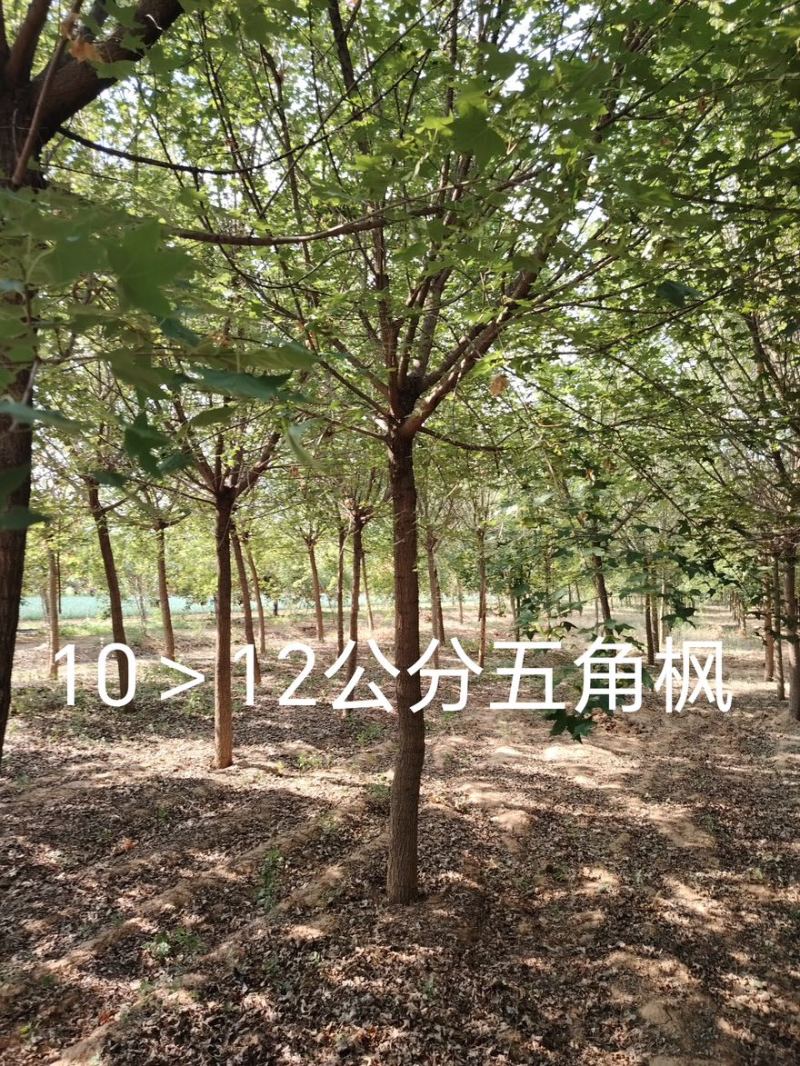 五角枫/精品五角枫/苗圃直销/9-15公分规格齐全