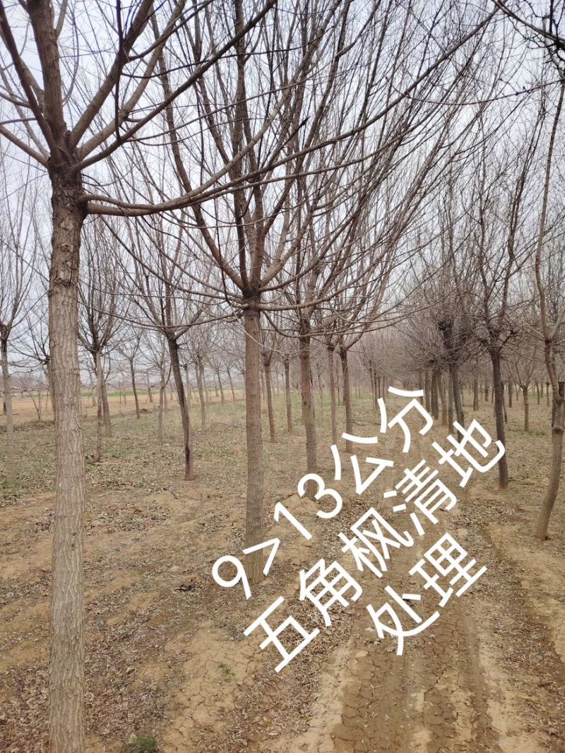五角枫/精品五角枫/苗圃直销/9-15公分规格齐全