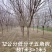 五角枫/精品五角枫/苗圃直销/9-15公分规格齐全