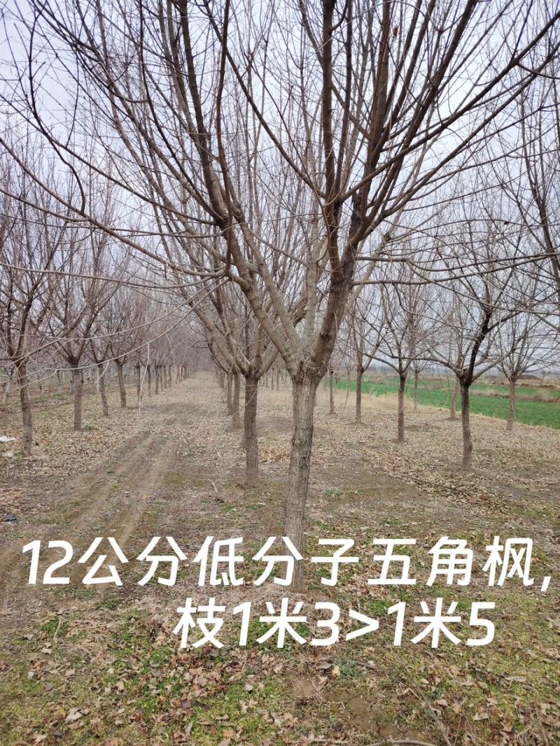 五角枫/精品五角枫/苗圃直销/9-15公分规格齐全