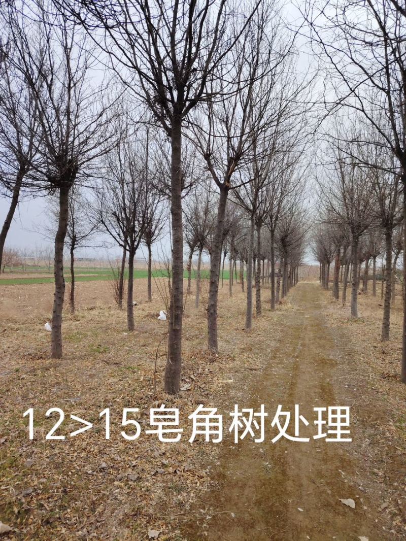 皂角树苗圃基地直发9-18公分规格齐全清底处理