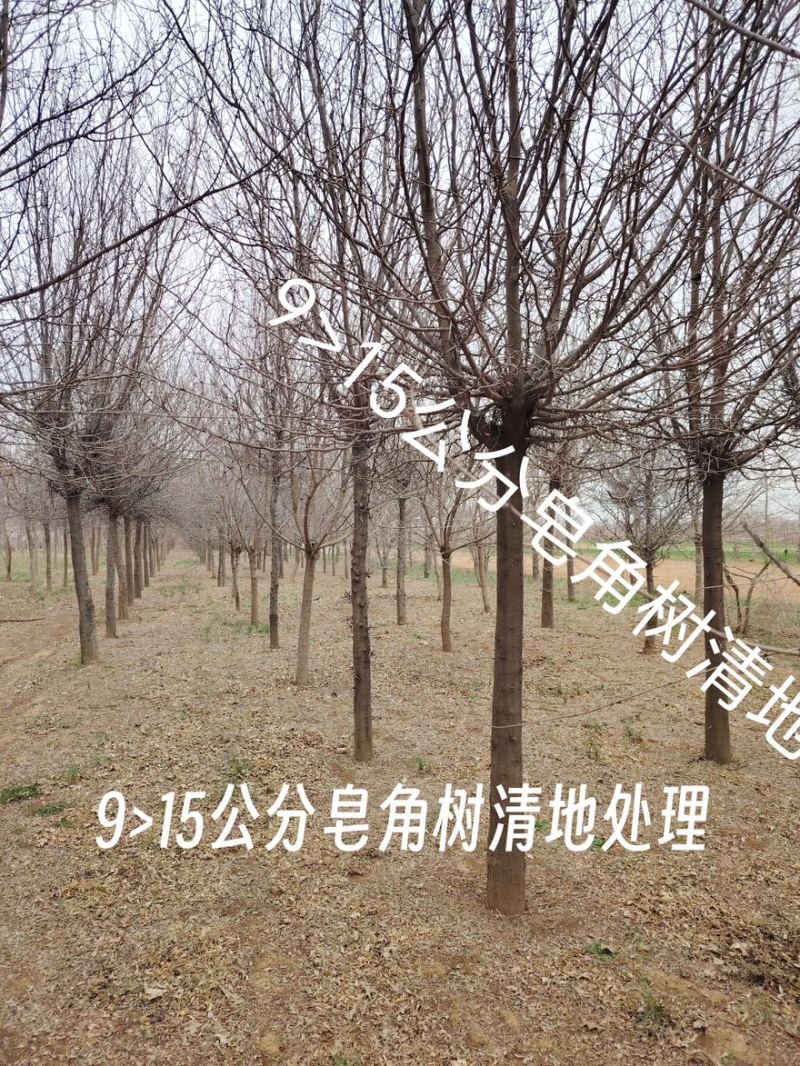 皂角树苗圃基地直发9-18公分规格齐全清底处理