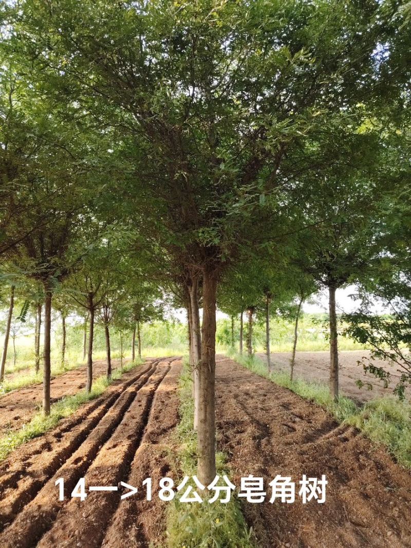 皂角树苗圃基地直发9-18公分规格齐全清底处理
