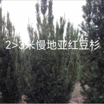 曼地亚红豆杉红豆杉大量有货各种规格基地发货