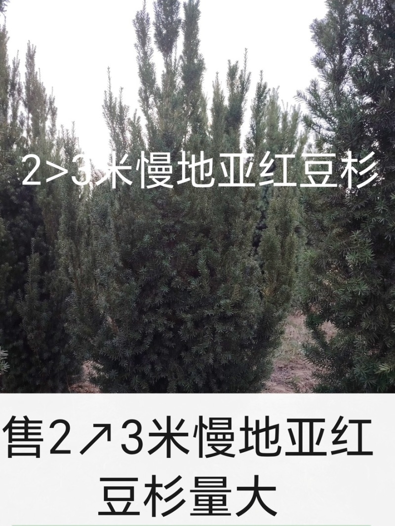 曼地亚红豆杉红豆杉大量有货各种规格基地发货