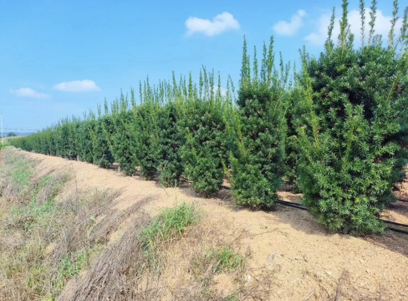 曼地亚红豆杉红豆杉大量有货各种规格基地发货