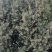 曼地亚红豆杉红豆杉大量有货各种规格基地发货