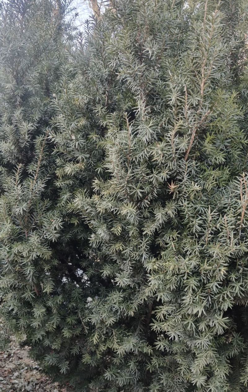 曼地亚红豆杉红豆杉大量有货各种规格基地发货